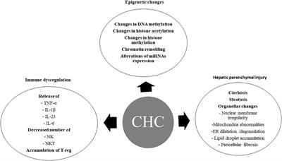 Prediction and surveillance of de novo HCC in patients with compensated advanced chronic liver disease after hepatitis C virus eradication with direct antiviral agents